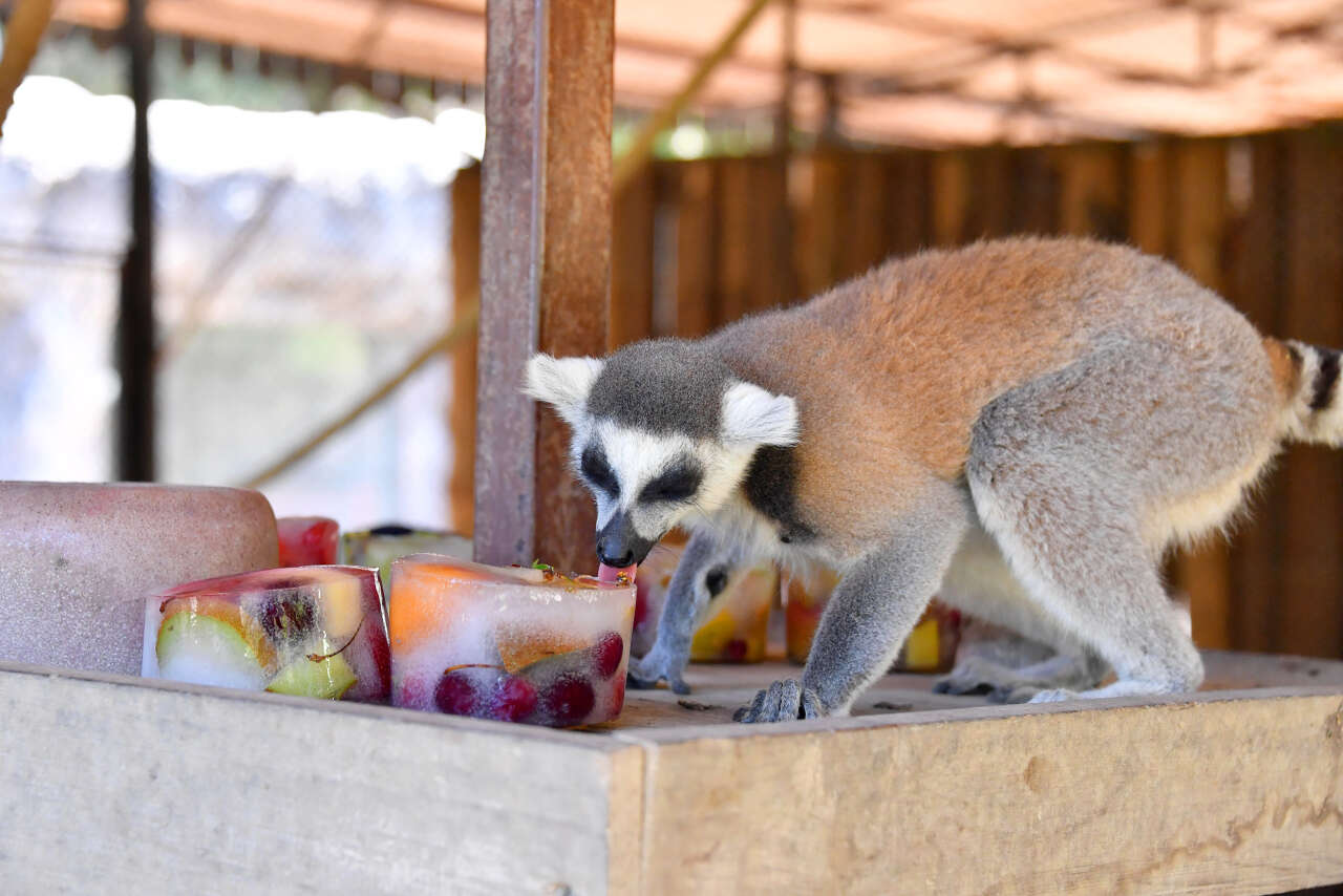 Tarsus Doğa Parkı'nda lemurlar buzlu meyve kokteyliyle serinliyor 3